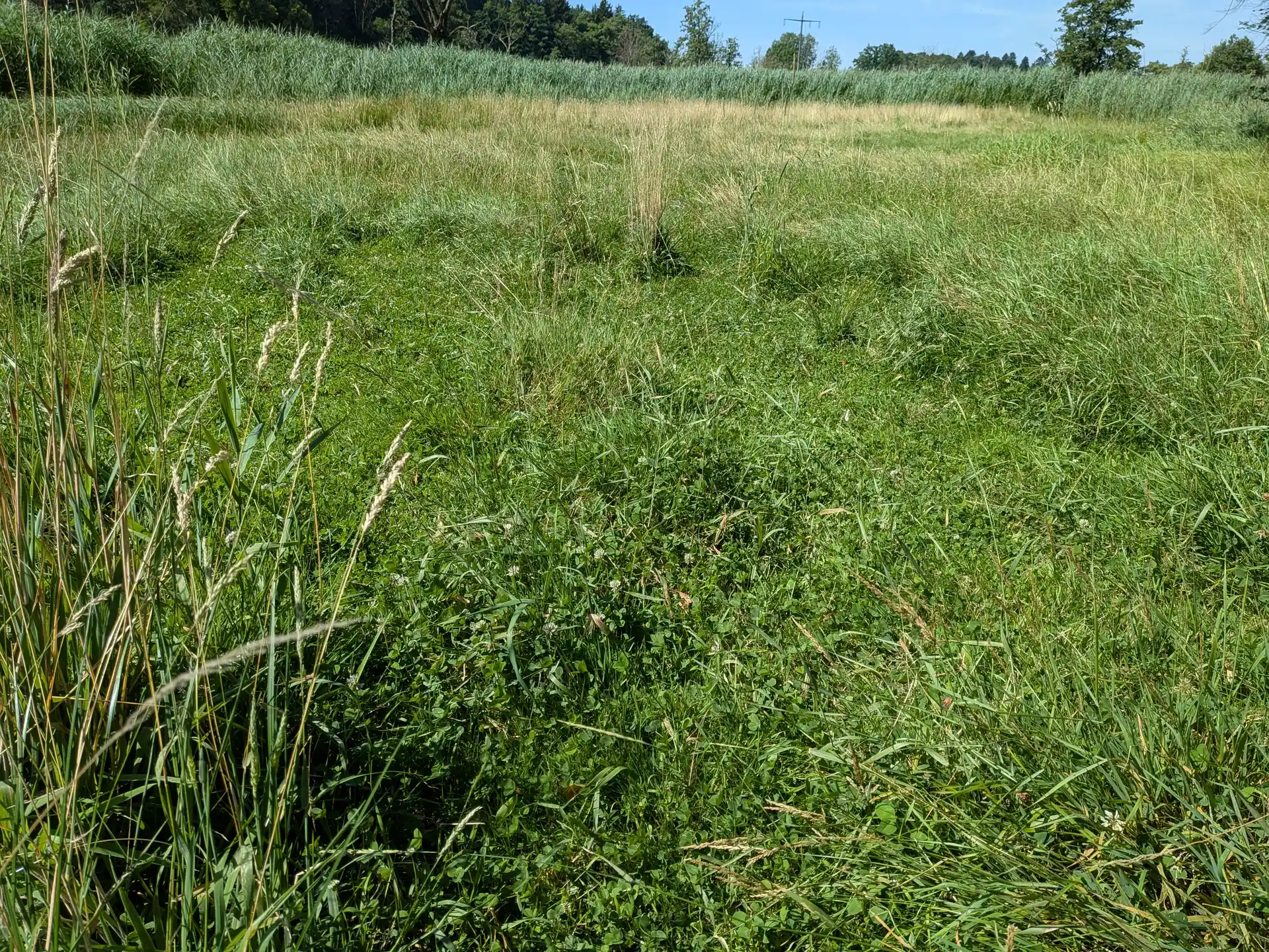 Kleereiches Grünland mit Schilfsaum auf der geplanten Ausgleichsfläche bei Aresing