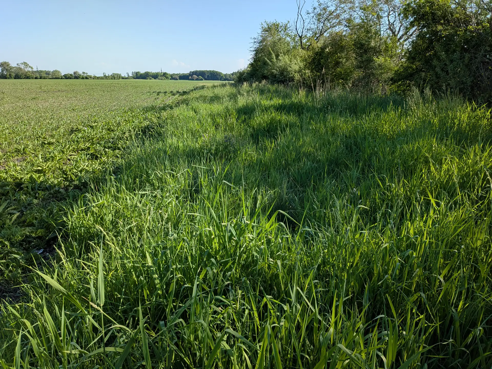Grasreicher Saumstreifen zwischen Acker und Hecke unter blauem Himmel