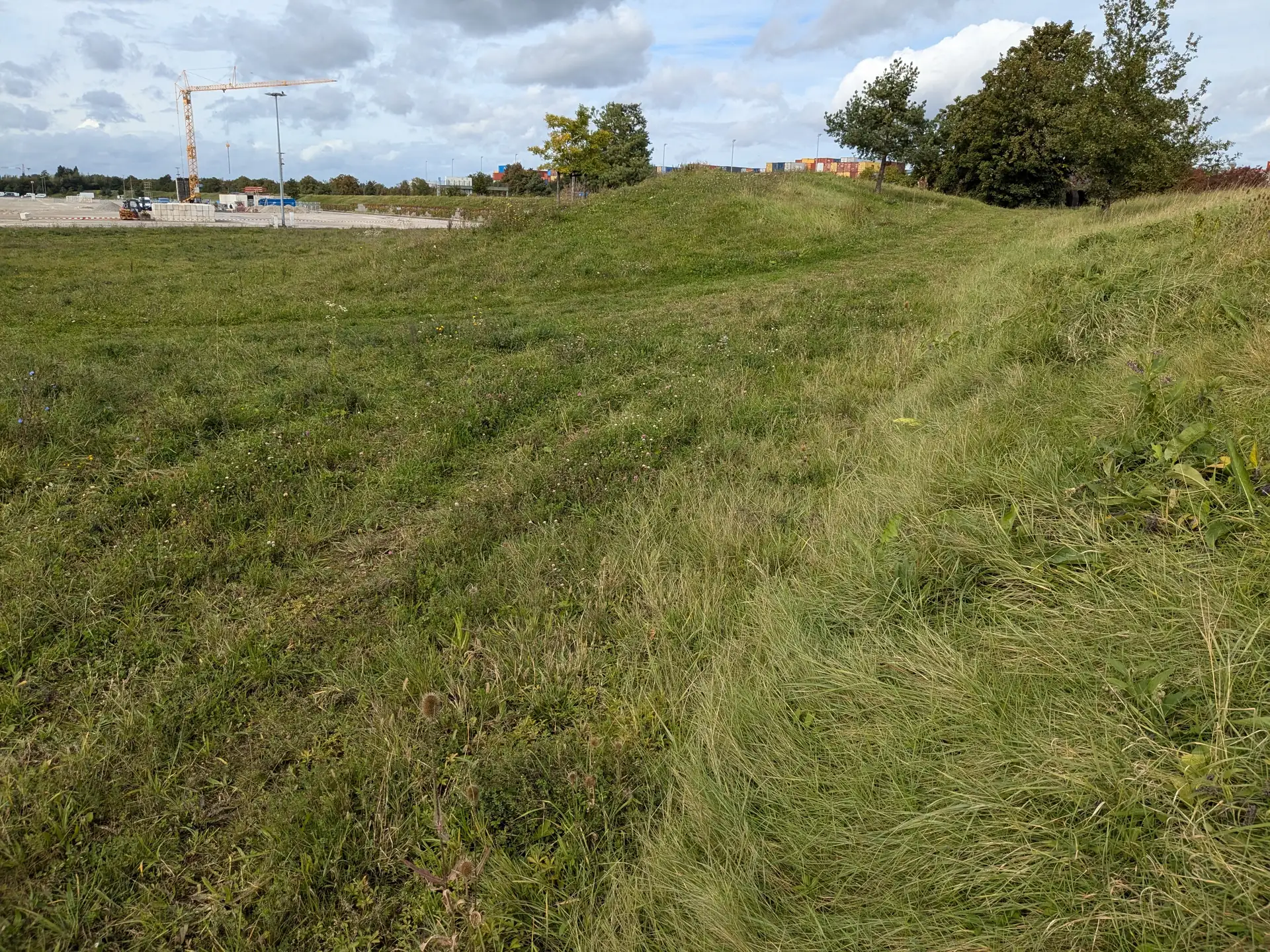 Magerrasenartiger Wall mit Hochstauden im Stadtgebiet, im Hintergrund ein Baukran