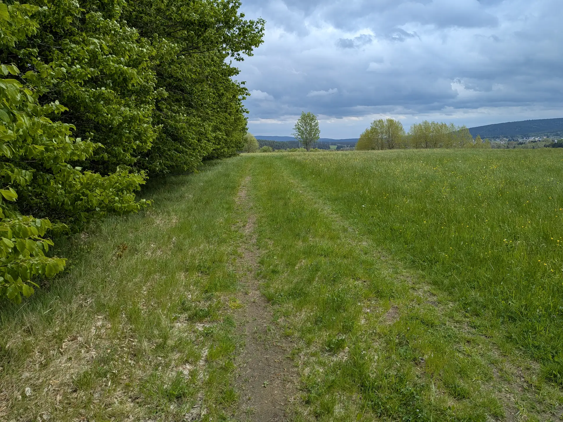 Blühendes Grünland am Waldrand mit Blick über das Fichtelgebirge