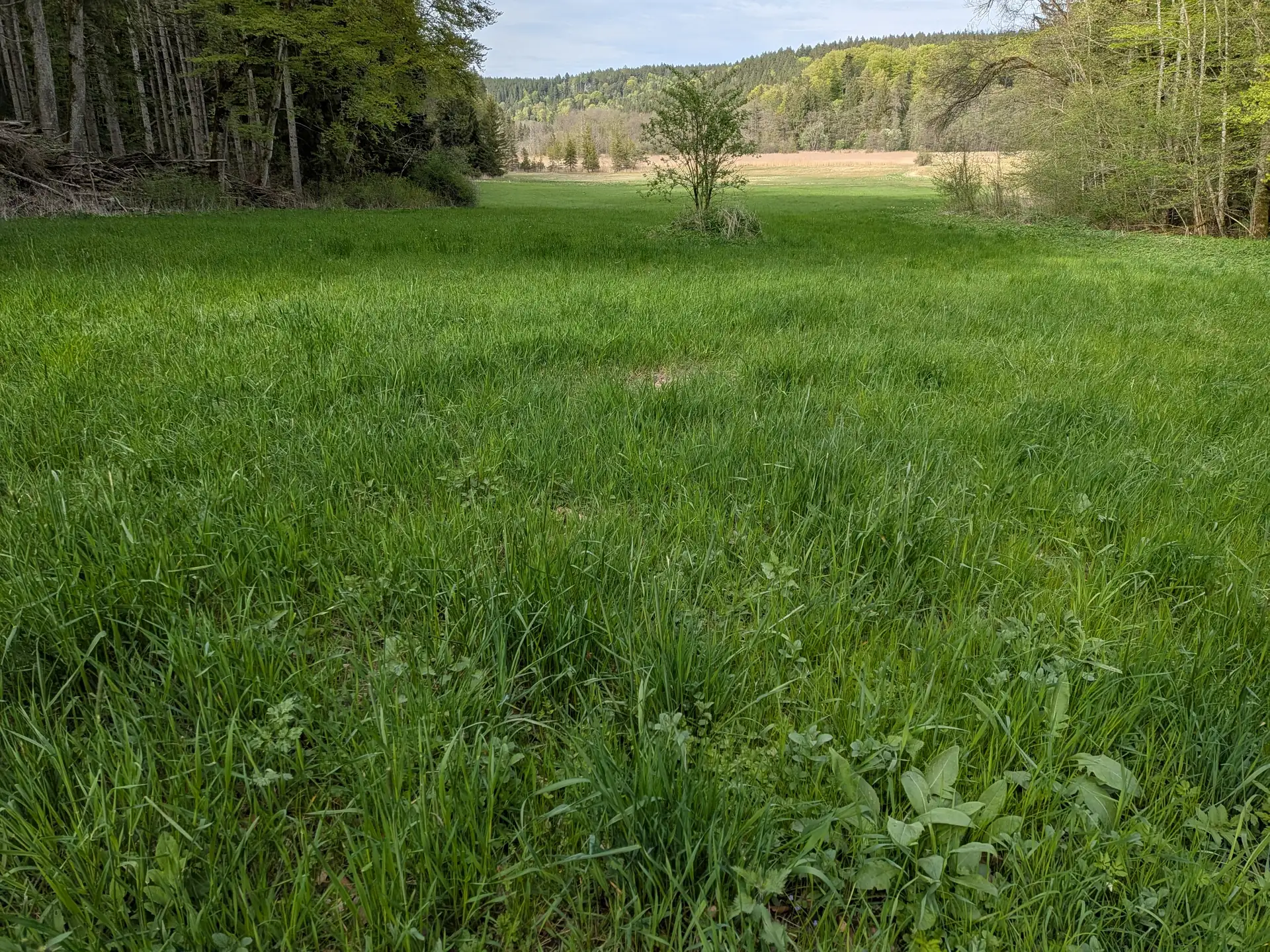 Frisch ergrünte Wiese im Talgrund zwischen bewaldeten Hängen bei Blindham