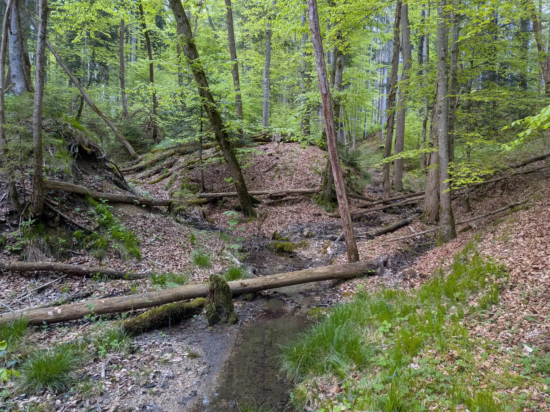 Quellbach mit Totholz in einem lichten Buchenwald am Hang