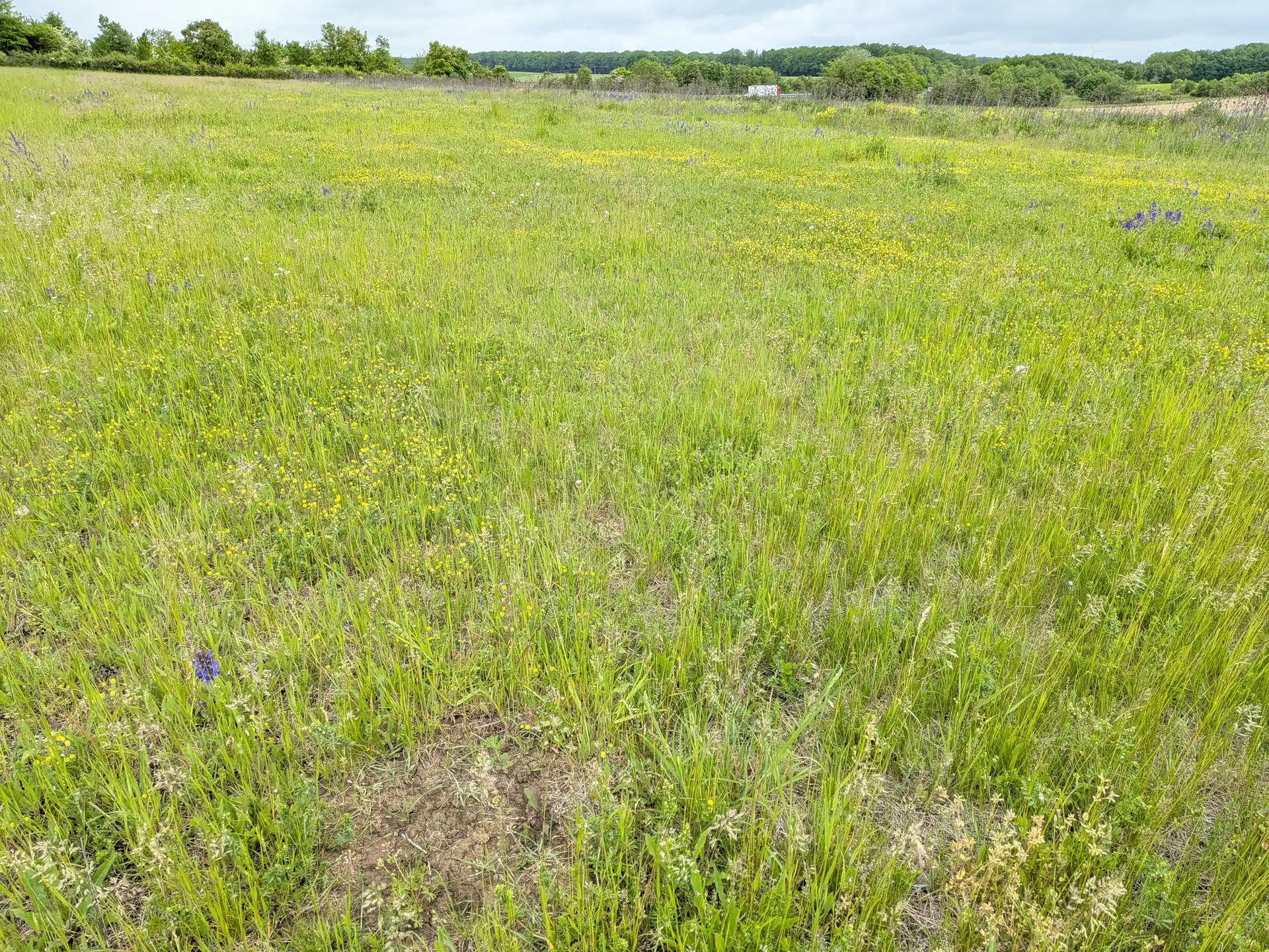 Blütenreiche Wiese mit Hahnenfuß in hügeliger Ackerlandschaft Unterfrankens