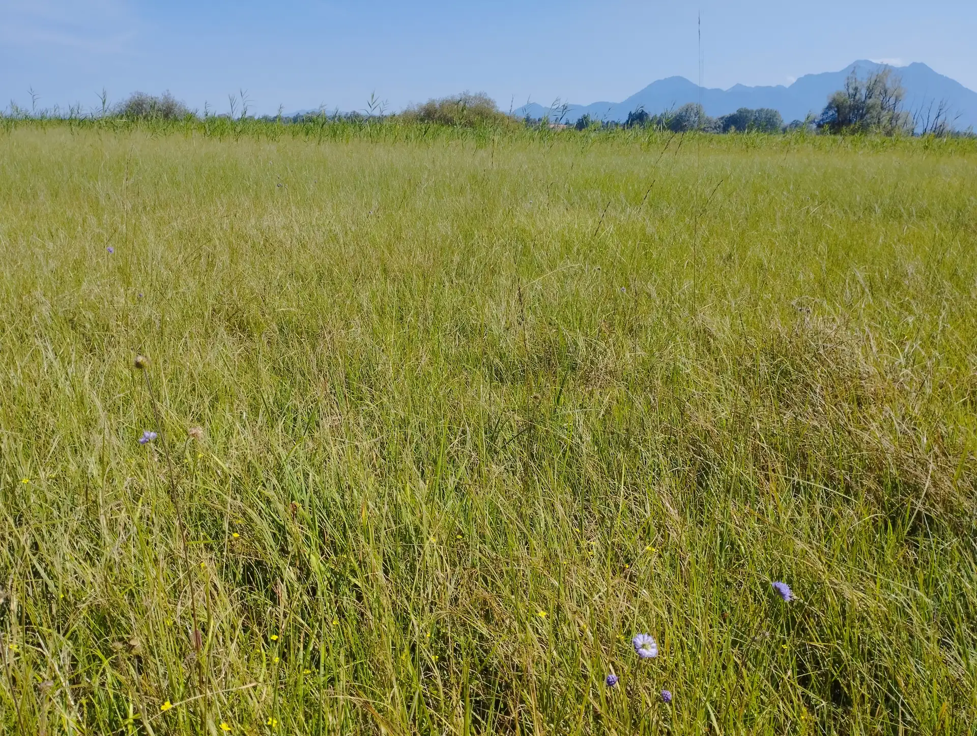 Artenreiche Streuwiese mit Skabiosen vor dem Alpenrand im Landkreis Rosenheim