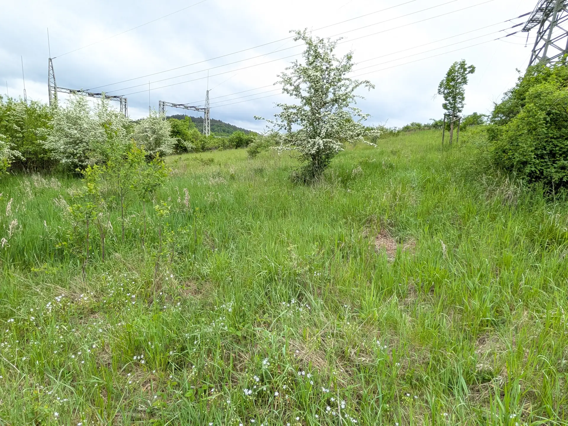 Feldweg mit begleitender Hecke am Rand des Untersuchungsgebiets