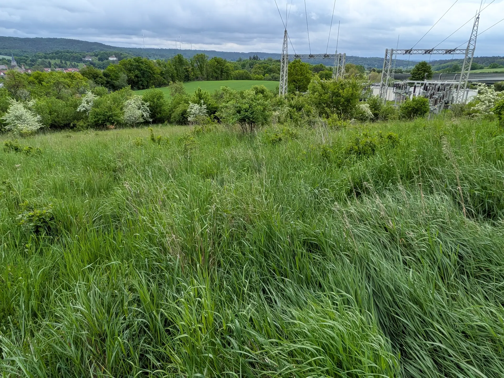 Blühender Weißdorn in einer Hochstaudenflur unter einer Freileitung