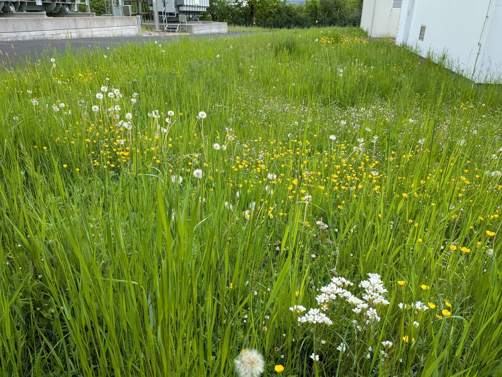 Artenreiche Wiese mit Hahnenfuß und Löwenzahn am Rand des Betriebsgebäudes